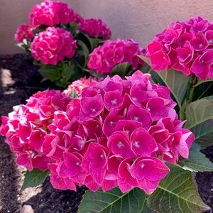 Meet your Posher, Tiff